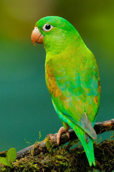 Bird Cleaning
