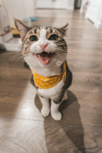 Cat Care