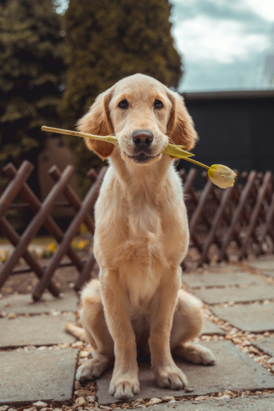 Dog Grooming