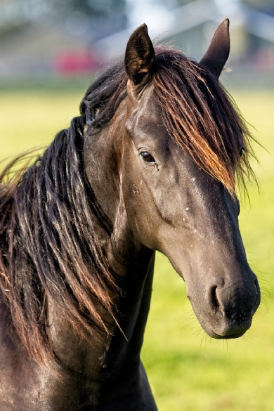 Gentle Horse Spa Treatment