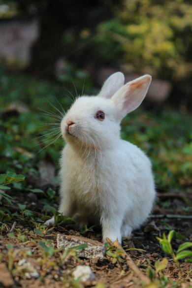 Animal Rescue
