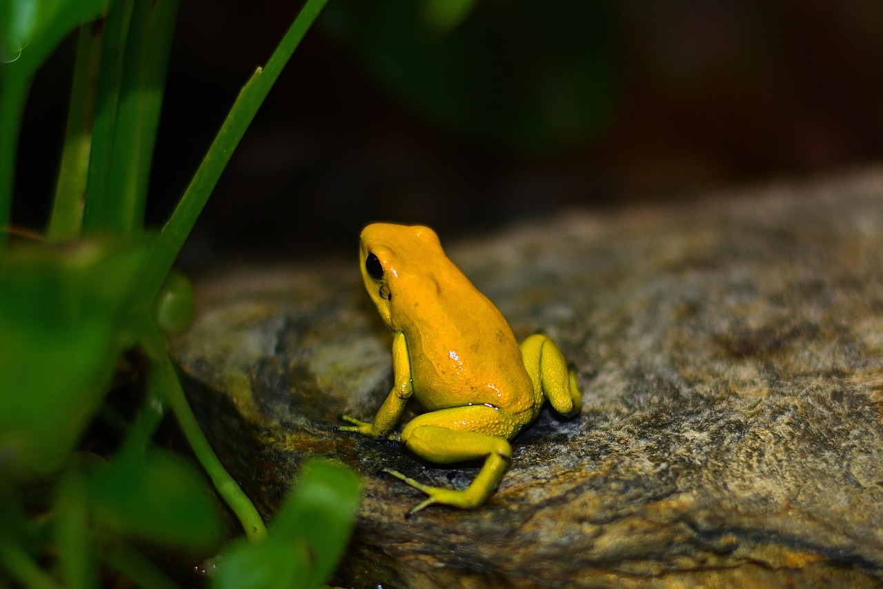 Amphibian/s