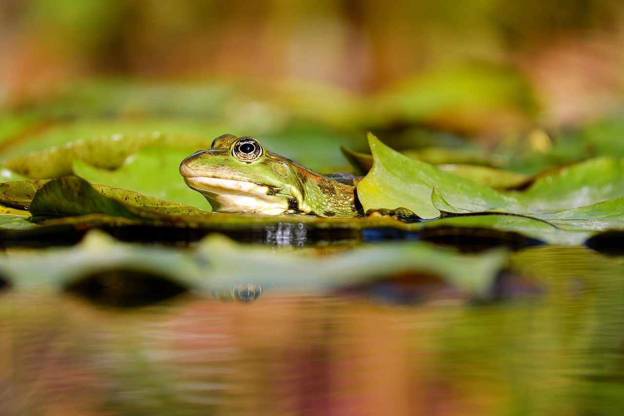 Amphibian/s