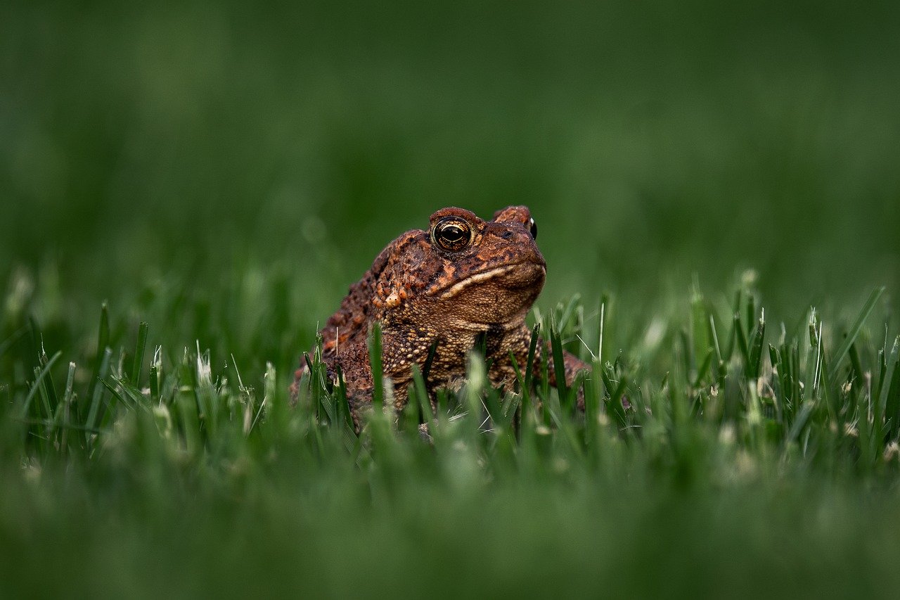 Amphibian/s