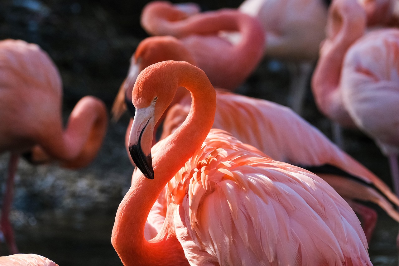 Bird/s