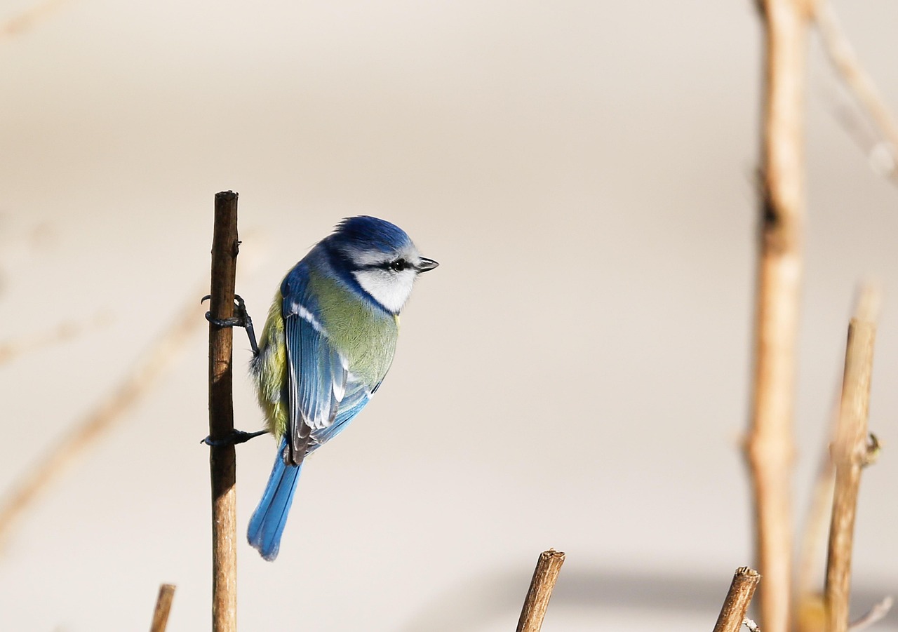 Bird/s