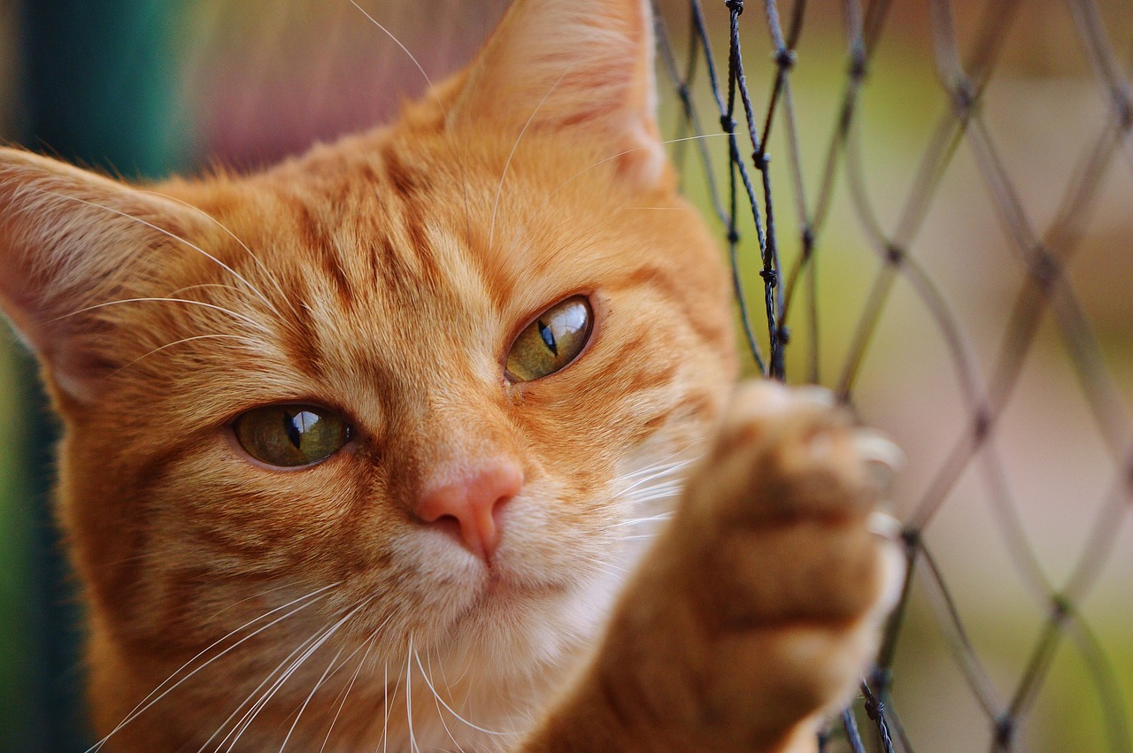 Cat/s