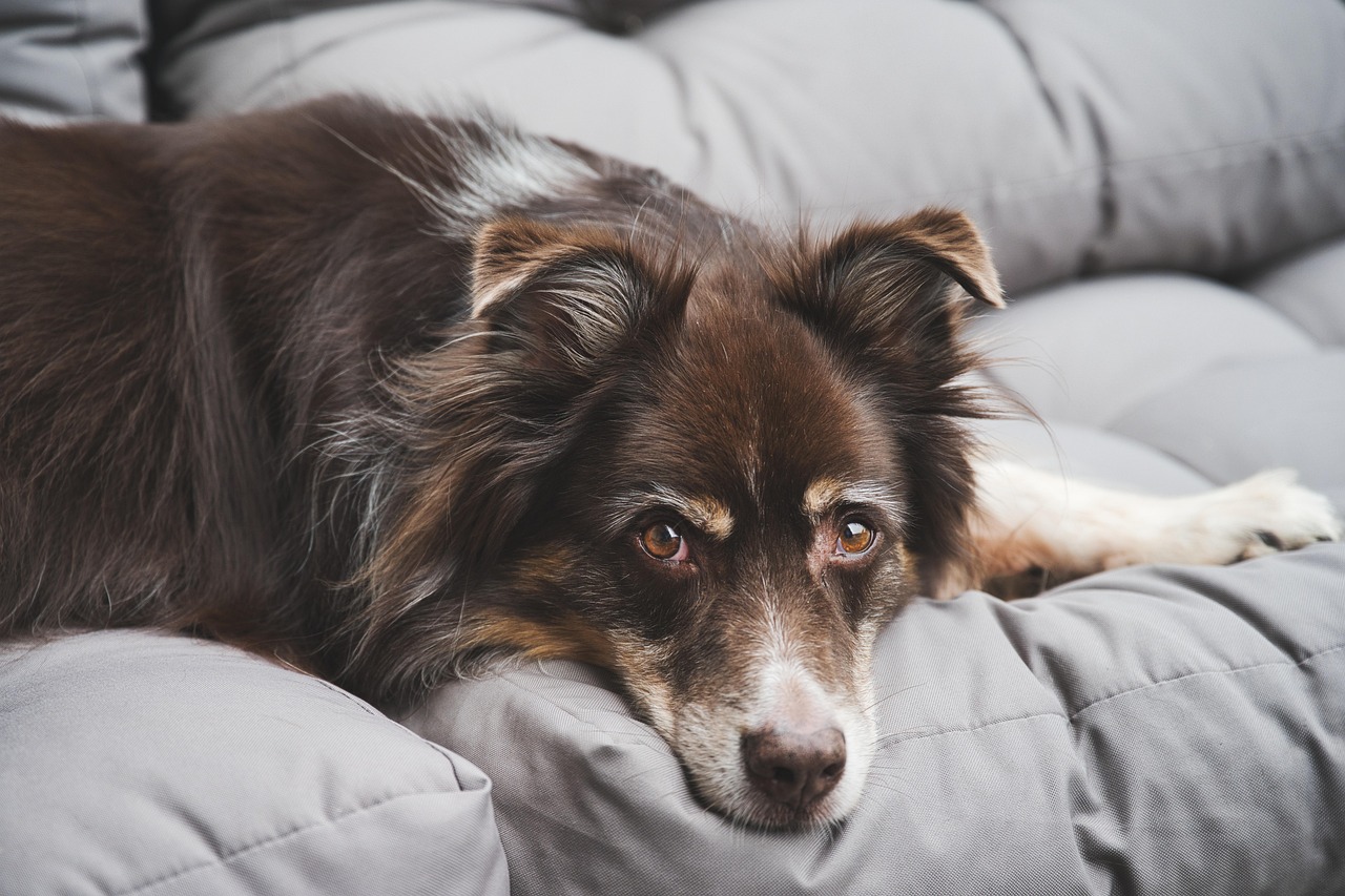 Dog/s