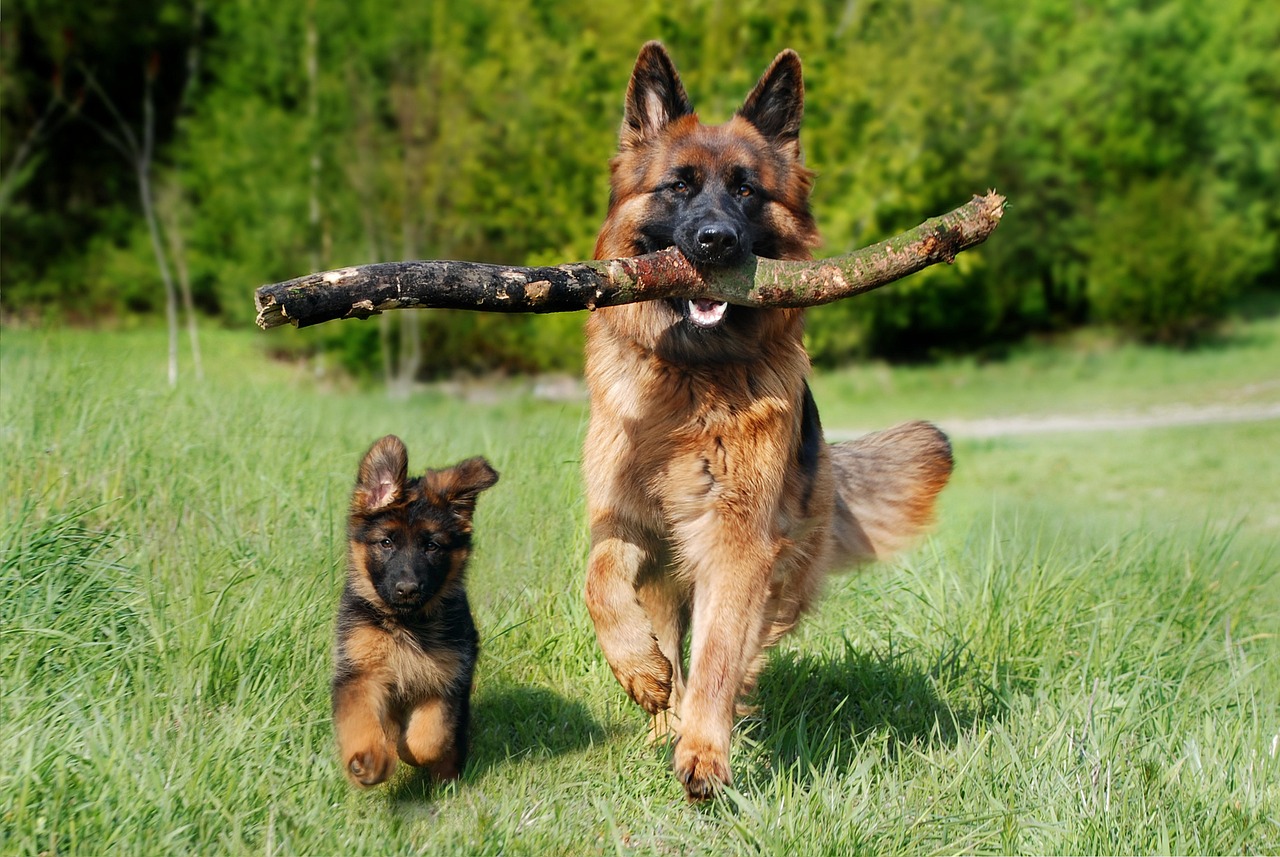 Dog/s