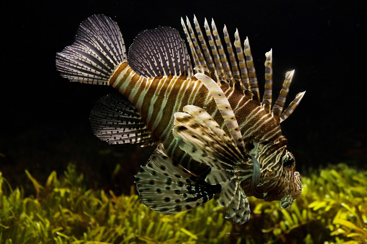 Fish