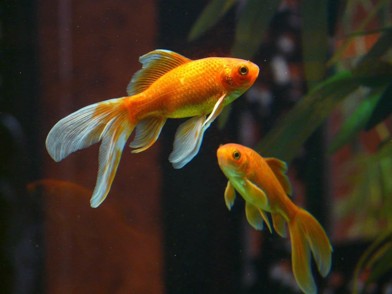 Fish