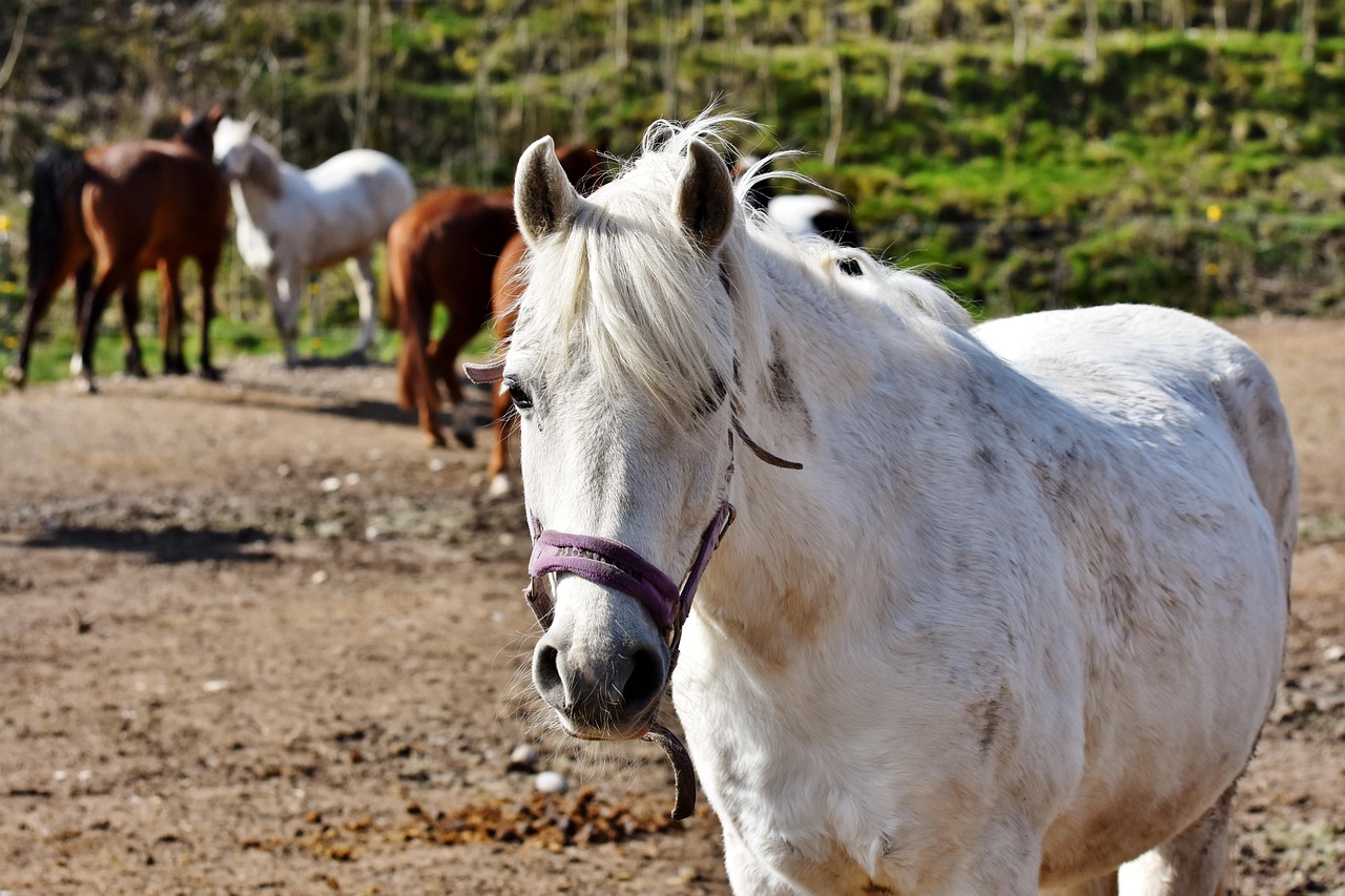 Horse/s