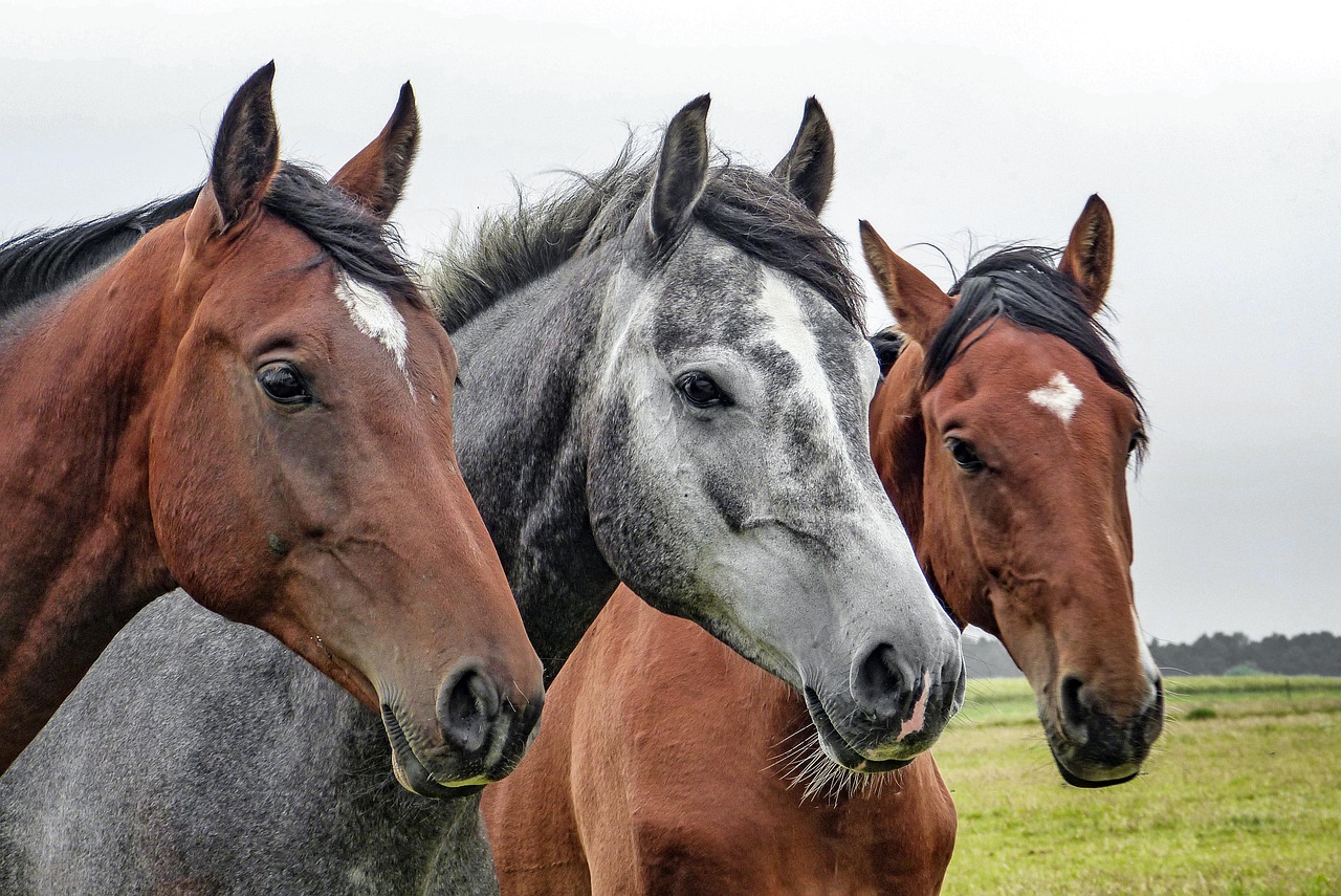 Horse/s