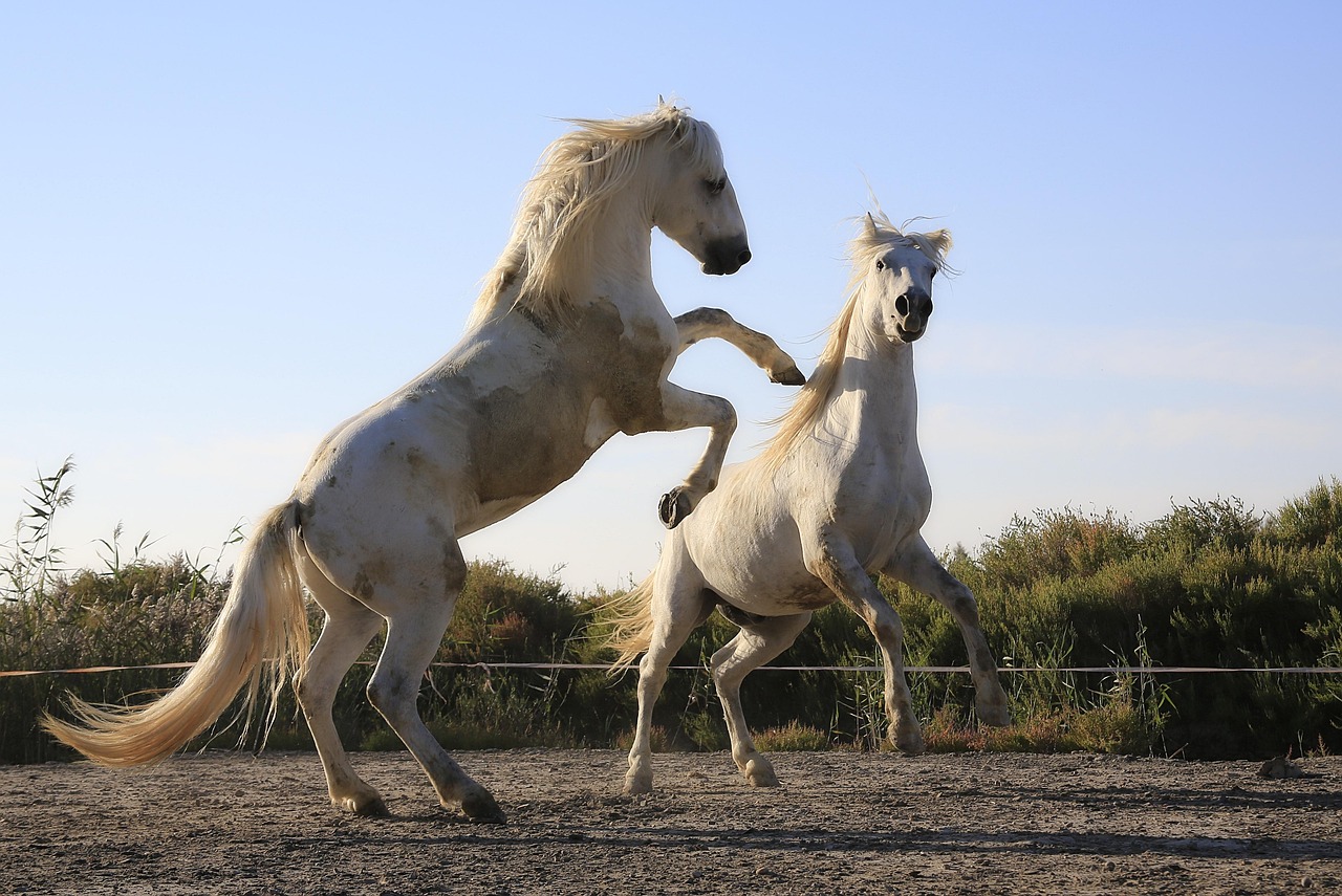 Horse/s