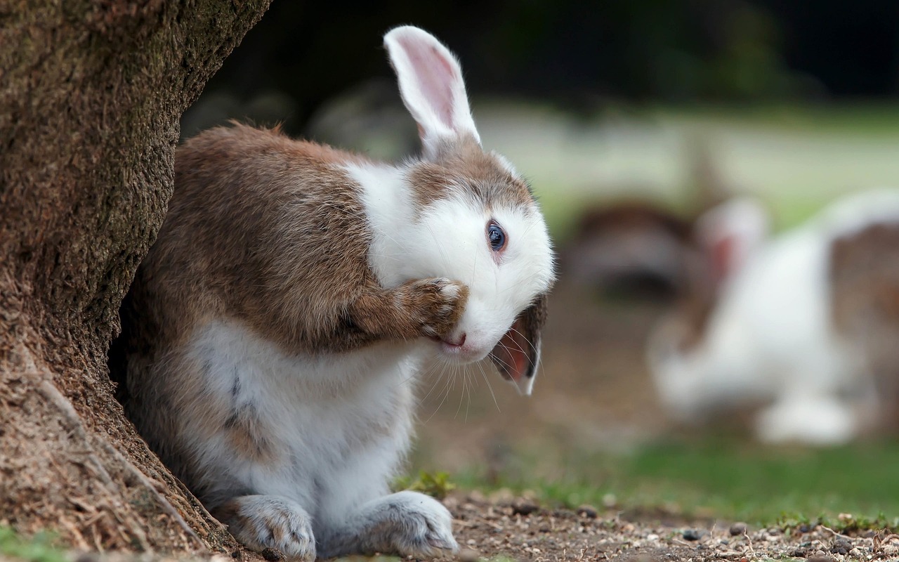 Rabbit/s