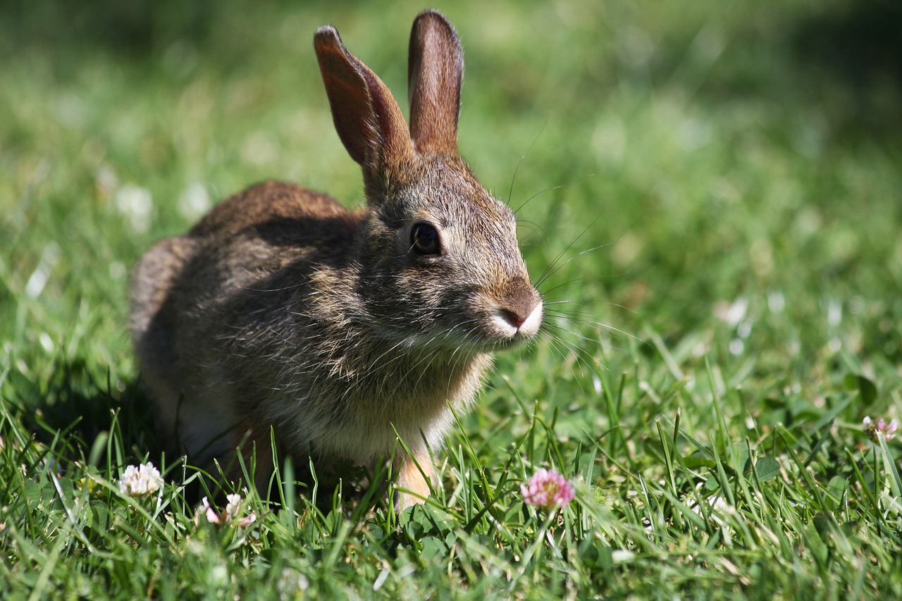 Rabbit/s