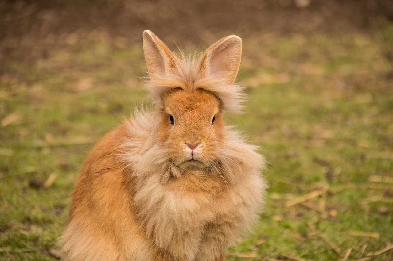 Rabbit/s