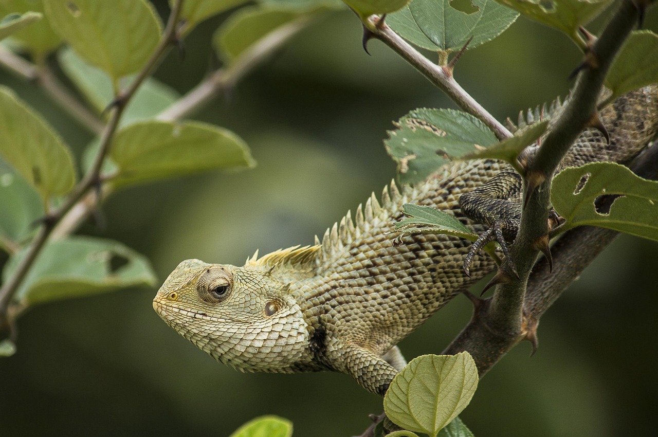 Reptile/s