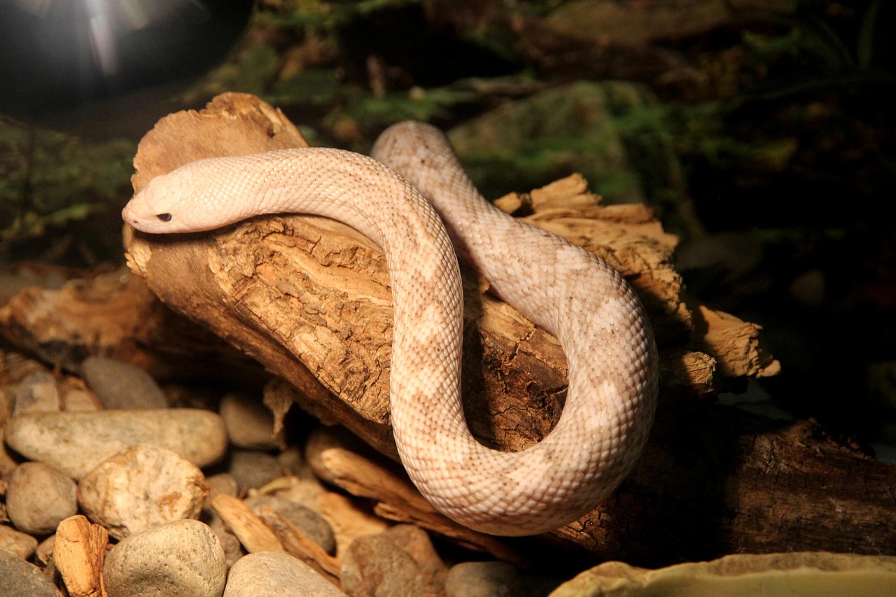 Reptile/s
