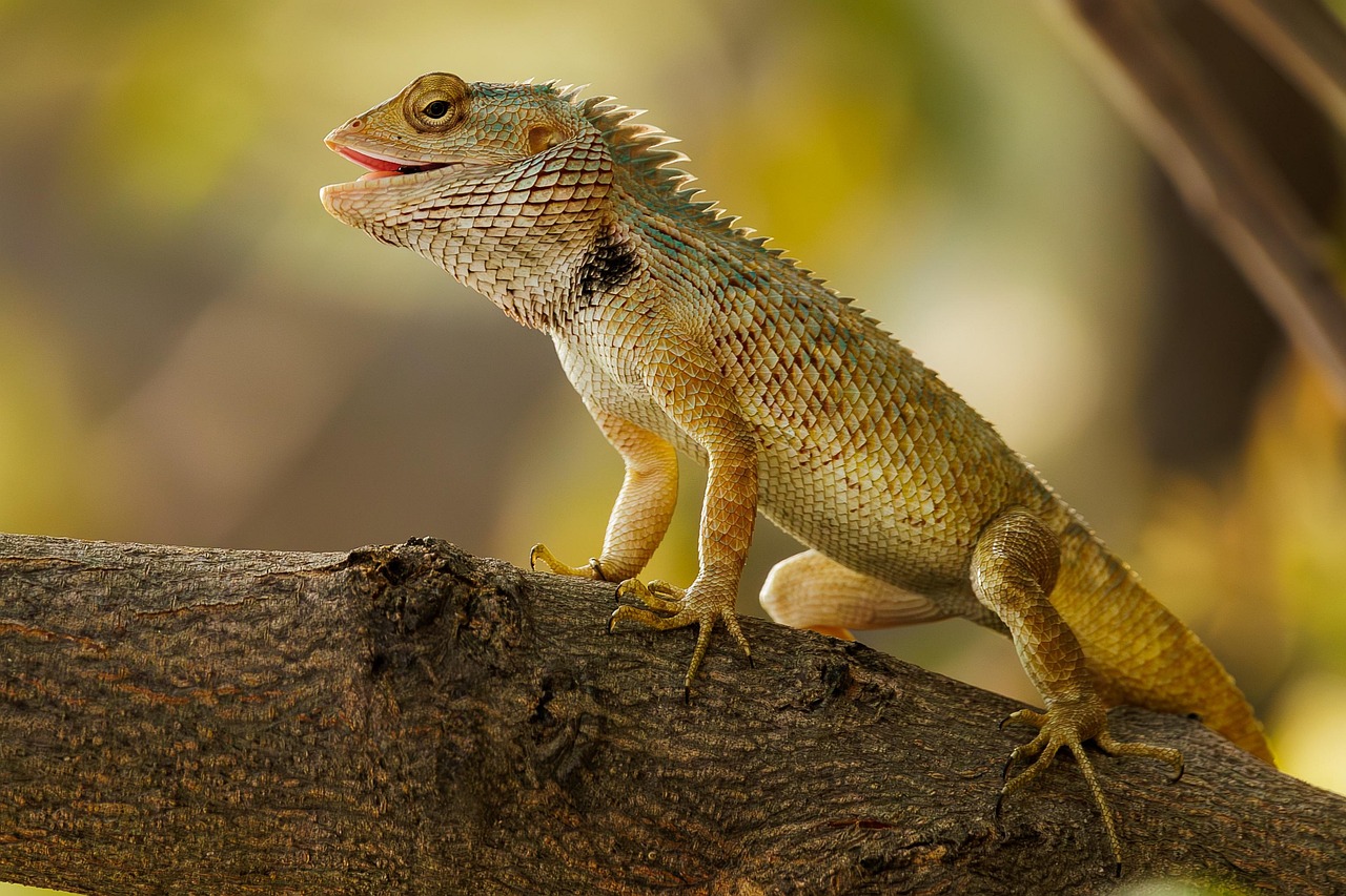 Reptile/s